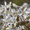 Amelanchier canadensis